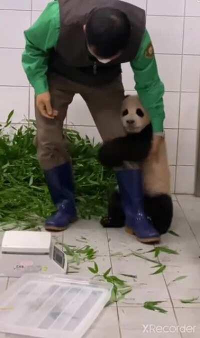 cute baby panda clings onto its owner's leg 🥺