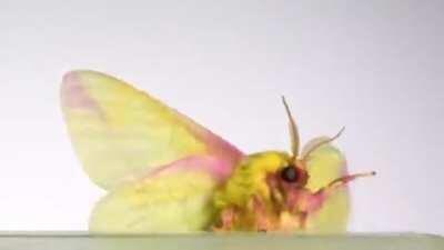 This Fat Fluffy Moth taking off in Slow Motion