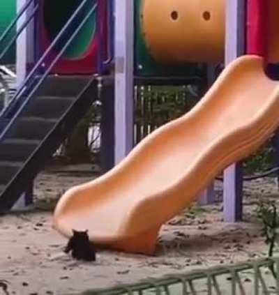 Cat has fun on a slide