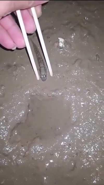 The impressive reaction time of a mudskipper