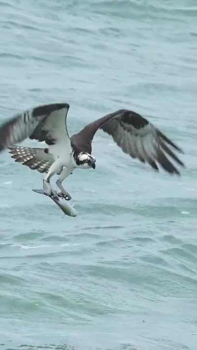 Capture of an osprey coming out of the water after snagging a barracuda!
