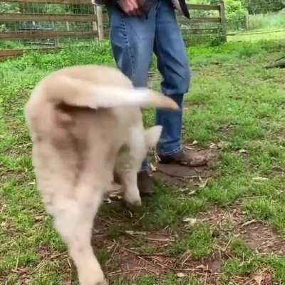 What a happy milk doggo