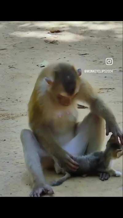 🔥 macaque monkey interacting with a kitten.