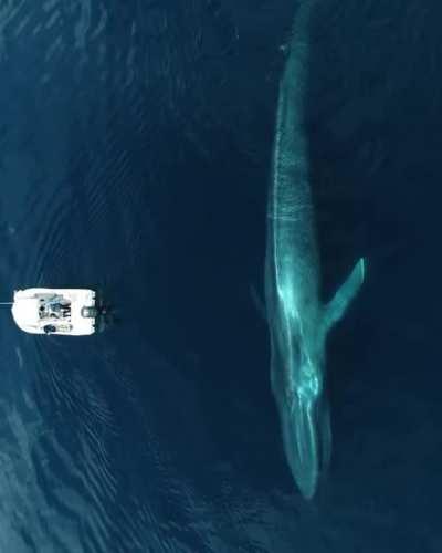 🔥 Majestic Blue Whale 🔥