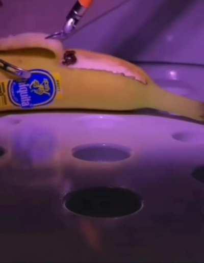 They did surgery on banana(literally)