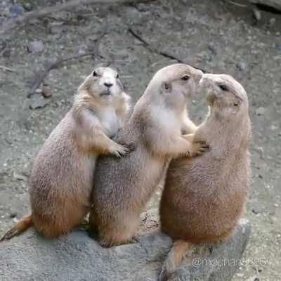 Prairie Dogs are highly social animals. These charismatic, rabbit-size rodents even greet each other with a prairie dog kiss or nuzzle, but they only do this with a member of their group and not to outsiders.