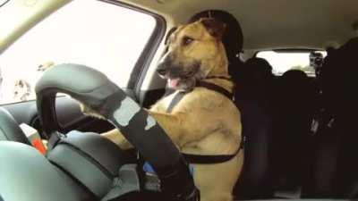 Meet Porter. The world's first driving dog