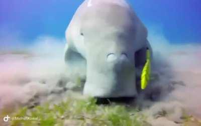 🔥 dugong