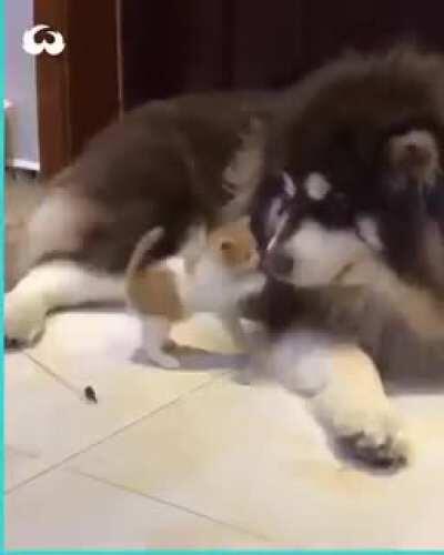 Kitten playing with big Huskey