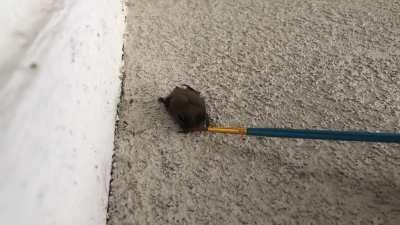 It’s 100F°/37°C today and saw this poor overheated bat on my porch. I quickly googled and learned that you can gently give them water with a clean paintbrush.