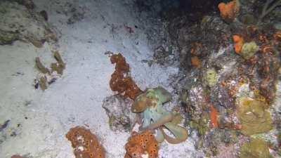 Caribbean Reef Octopus in Cozumel