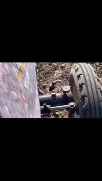 Mother bird throws herself in front of a tractor attempting to save her chicks