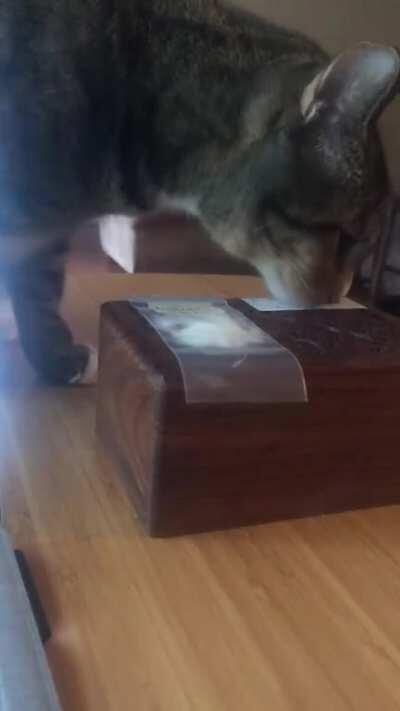 I brought her brother’s ashes home today. Whenever she sees his ashes she smells the box like this. It breaks my heart, he raised her since we adopted her 💔😞