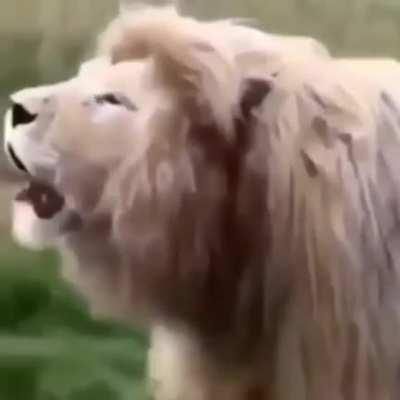 This lion's majestic roar