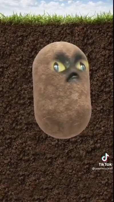 Potato