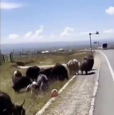 Herd leader ensures that no one walks on the road