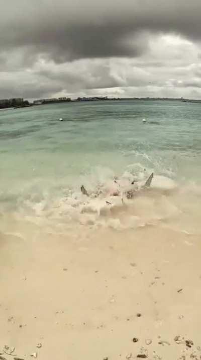 Blacktip Reef Sharks going in a feeding frenzy over a stingray so badly they temporarily beached themselves