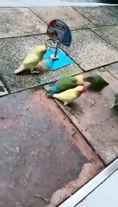 3 on 2 Birb Basketball Team player.