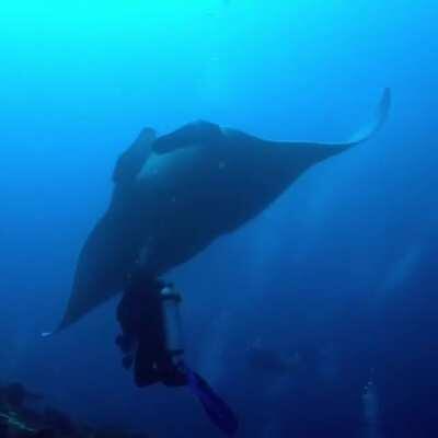 Swimming with a 16feet ( 5meters) oceanic manta ray