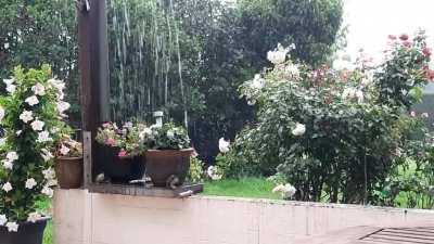 A little rainstorm. My backyard, NRW, Germany