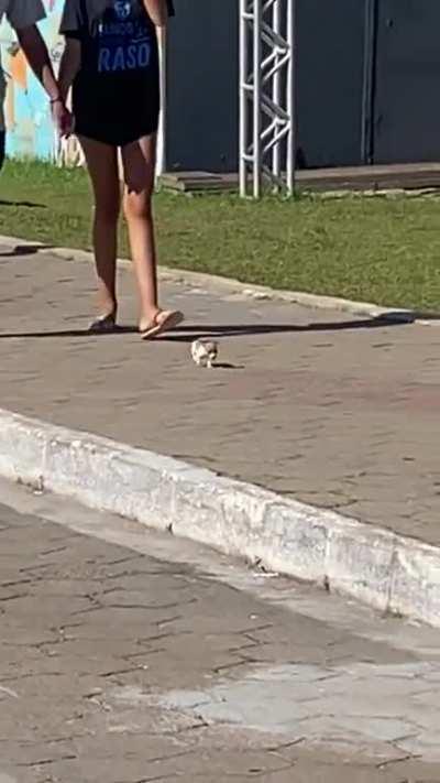 Very smol puppy taking a walk