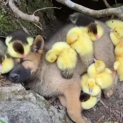He thinks that he's among them 🐾🐥