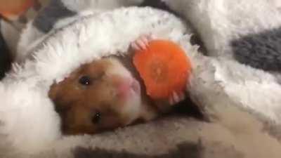 Hamster eating a carrot