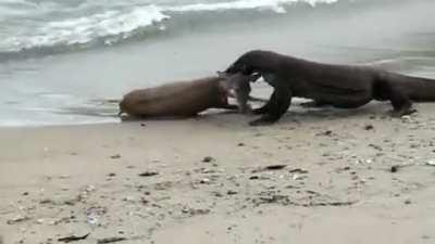 Komodo Dragon chased a deer into the sea and still caught it