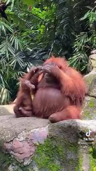 Orangutan puts on sunglasses!