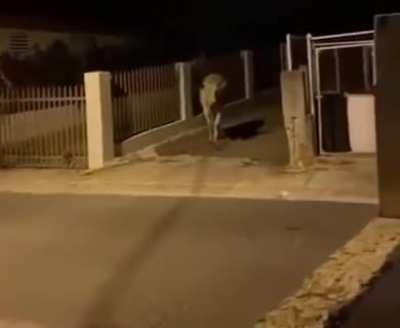 WCGW casually walking in the streets at night