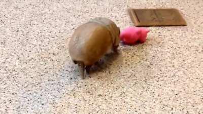 Ever seen a baby armadillo playing? Try not to smile.