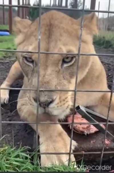 Kitty is not giving those tongs back