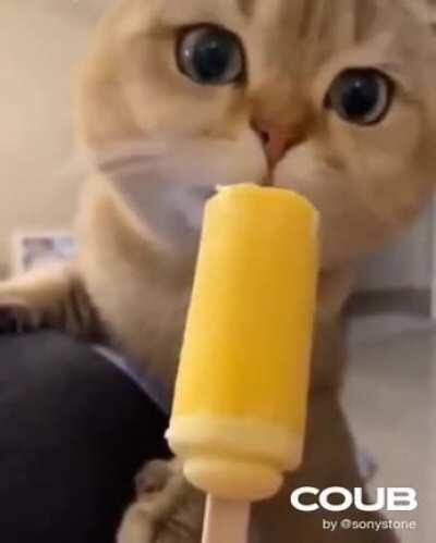 Cat discoverers ice cream