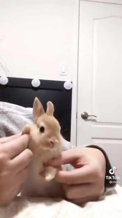 This bunny is so small!