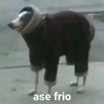 Perro abrigo