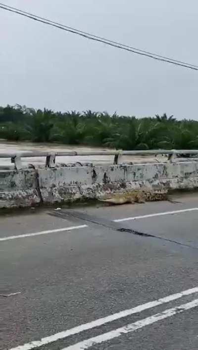 Crocodile on bridge. Unsure of source and location