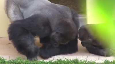 Dad and son silverback monitoring a caterpillar.