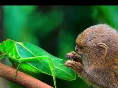 🔥 A pygmy marmoset meets a grasshopper.