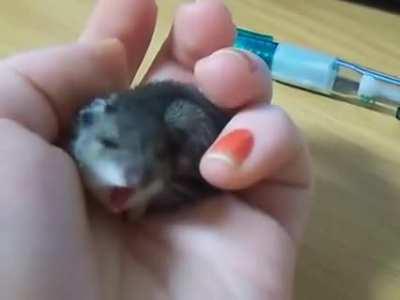 Baby mouse yawn