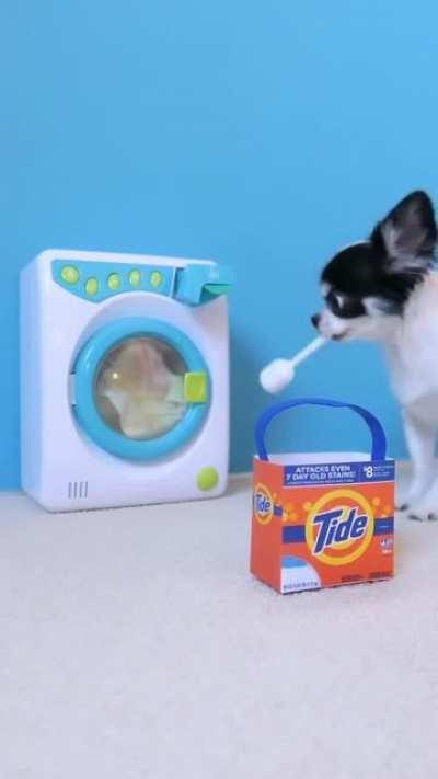 Just a good boy doing his laundry