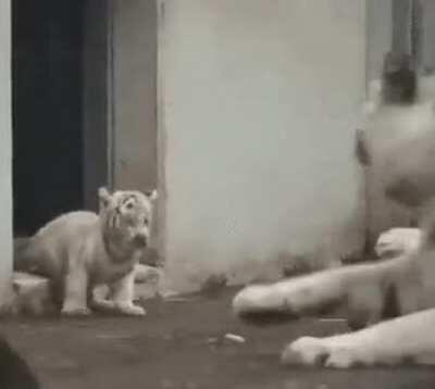 Mama Tiger gets scared intentionally