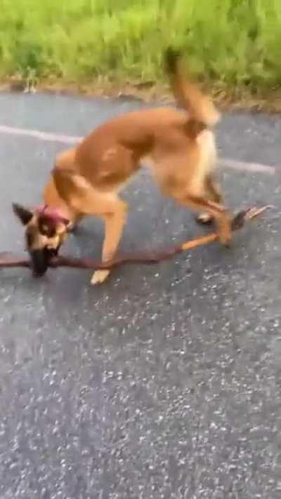 This dog and the stick.