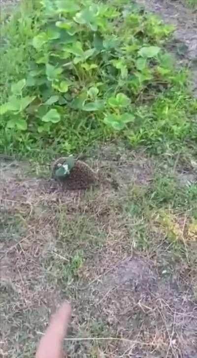 Hedgehog found with ruzzian mine attached to it