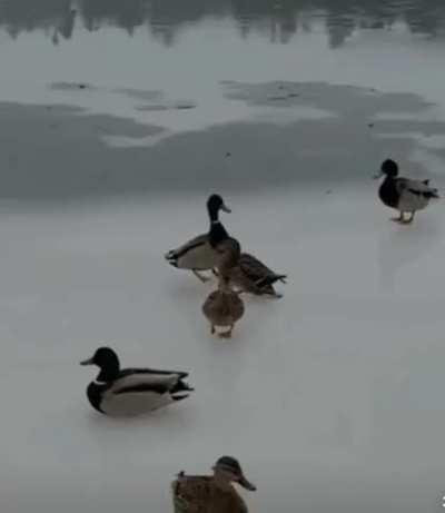 🔥sliding ducks