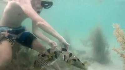 Kind Diver Saves A Poor Pufferfish That Is Tangled In A Net Whilst The Pufferfish's Mate Never Left It's Side...