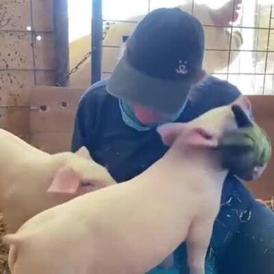 These rescued piglets are just adorable