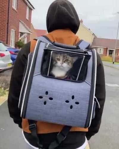 We're going on an adventure! *happy cat noises*