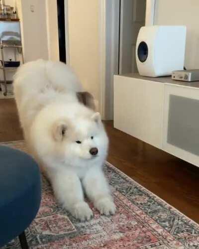 A demonstration of a proper Downward Dog Pose