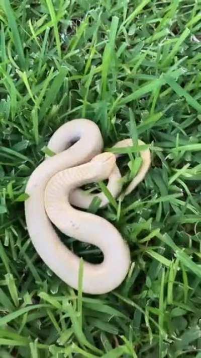 When an Eastern hognose snake feels threatened, it will often roll onto its back and play dead, going so far as to emit a foul musk from its cloaca and let its tongue hang out of its mouth.