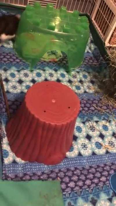 I see a lot of dogs here, so heres some guinea pig zoomies instead! She gets excited whenever I clean their cage:)